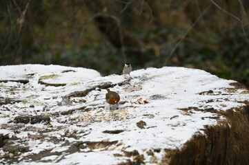 petit oiseau dans la neige