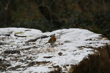 petit oiseau dans la neige