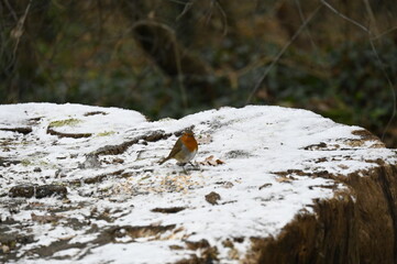 petit oiseau dans la neige