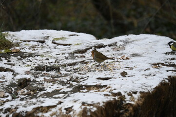 petit oiseau dans la neige