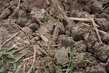 Some young plants or weeds are grown in the soil