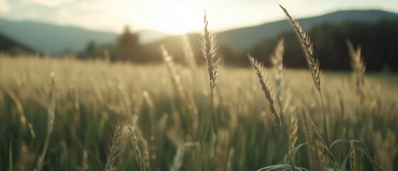 Obraz premium Golden wheat fields under sunset nature scene rural landscape