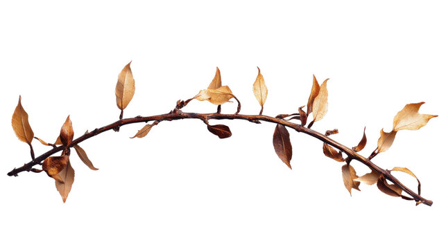 laurel crown twig isolated on white background