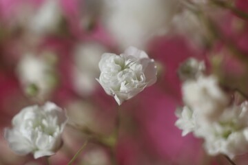 Close-up view of pink and white baby's breath flowers. Delicate flowers blooming in the soft light