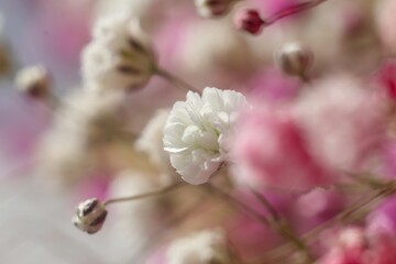 Close-up view of pink and white baby's breath flowers. Delicate flowers blooming in the soft light