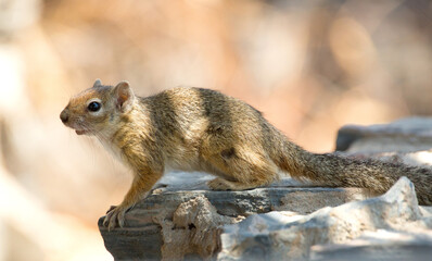 Cute African rodent with bushy tail standing alert on a rock outcrop in the Kalahari in Namibia