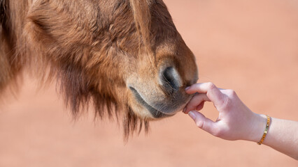 Fototapeta premium Pferd, Mensch, Berührung