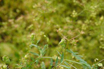 The green lentils on the top of the lentil plant in close up with a blurry greenery background 