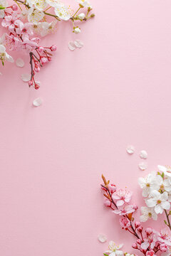 Fototapeta Pink background with spring blooming branches, with copy space 