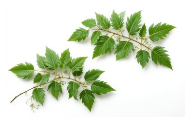 Green Leaves Branch on White Background Natural Botanical Studio Shot