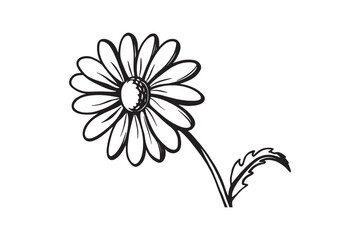 Fototapeta premium Silhouette of a daisy with a thin stem and a fully open bloom vector art illustration