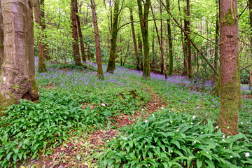 Bluebell and wild garlic blossom in the forest, Ireland