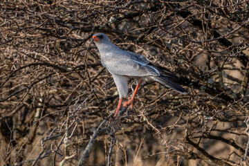 Falcon in the tree South Africa