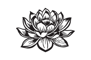 vector illustration of lotus flower
