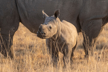 Obraz premium Ryno in South Africa