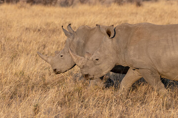 Obraz premium Ryno in South Africa