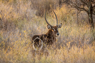 Waterbuck in South Africa
