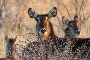 Waterbuck in South Africa