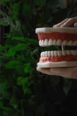Modelo dental, clínica dental