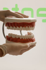 Modelo dental, clínica dental