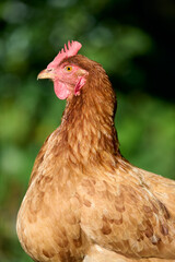 A close-up of a chicken with brown feathers, a red comb, and a blurred outdoor background