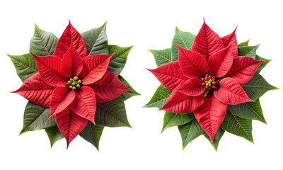 Poinsettia flowers set isolated, A set of flowers collection isolated design