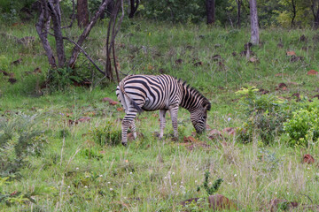 A zebra in a nature reserve in Africa.