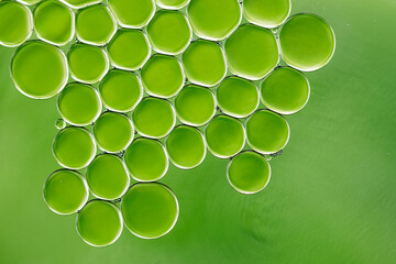 Abstract green background with bubble, circles patterns