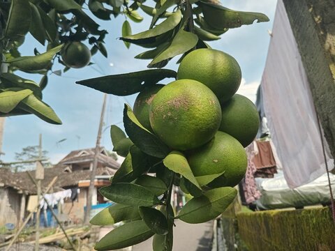 for oranges that are still green and not ripe 