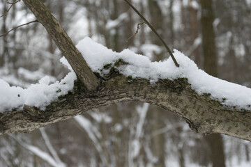 Snow on Curved Tree Branch