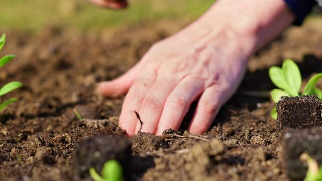 Woman planting young matthiola flower seedlings in soil blocks. Landscaping garden. Hands planting close up slow motion.