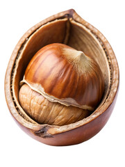  hazelnut peeled isolated on white background as transparent PNG.GENERATIVE AI