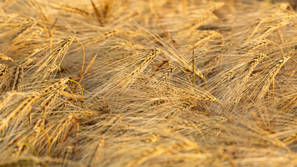 Fototapeta premium Close-up view of ripe barley with long awns and grains flattened by wind. This stage of crop indicates final phase before harvest, reflecting agricultural cycle and importance of grain production