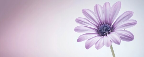 Fototapeta premium A delicate purple flower blooms against a soft gradient background