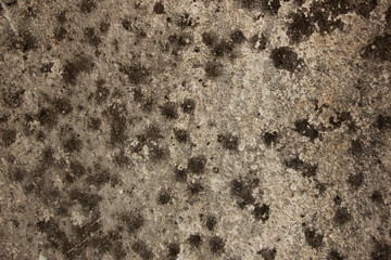green mold on concrete wall. Wall texture
