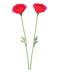 Obraz premium Illustration of poppy flowers in watercolor style, including garden design elements and a red poppy bouquet, offered as isolated natural clip art on a white background