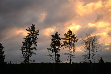 Low angle of trees against cloudy sky