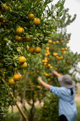 Business farm ripe orange concept farmer hand pick nature fruit citrus orchard mandarin tree...
