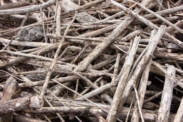 Texture of small tree branches. Pile of wooden branches