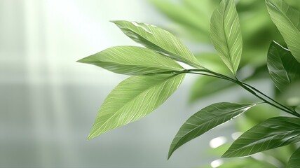 Obraz premium Close-up of vibrant green leaves in soft lighting, showcasing natural beauty and freshness.