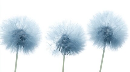 Fototapeta premium Big, fluffy light blue flowers with fine details, isolated against a clean white background, with a clipping path, ready to be used for design, art, or branding projects.