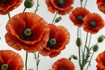 Obraz premium Red Poppy Flowers on White Background.