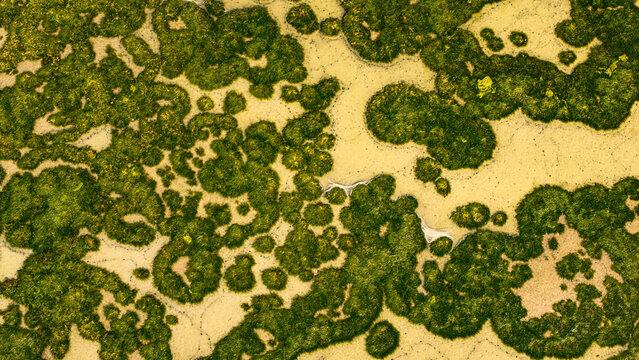 Aerial view of abstract green formations and sea with unique land patterns, Lobos Island, Canary Islands, Spain.