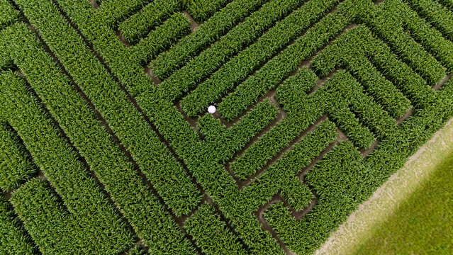 Aerial view of a beautiful maze corn field with green rows and natural texture, Swannanoa, Canterbury, New Zealand.