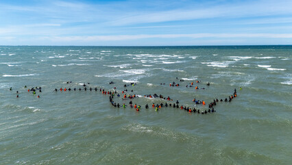 Collingwood, New Zealand - 19 January 2025: Aerial view of whale stranding rescue efforts with dedicated volunteers forming a human chain along the coastline, Pakawau, Tasman, New Zealand.