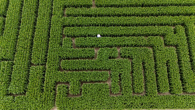 Aerial view of a green corn maze in a beautiful landscape, Swannanoa, Canterbury, New Zealand.