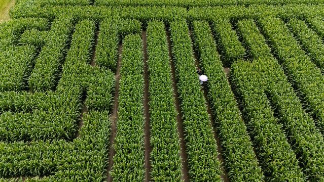 Aerial view of a vibrant maze corn field with intricate patterns, Swannanoa, Canterbury, New Zealand.