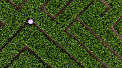 Aerial view of a vibrant green corn maze with complex patterns, Swannanoa, Canterbury, New Zealand.