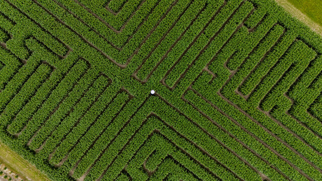 Aerial view of a beautiful maze corn field with lush green rows and abstract patterns, Swannanoa, Canterbury, New Zealand.