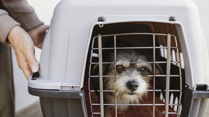 small dog peeks out from pet carrier, looking curious and alert. scene captures bond between pets and their owners, highlighting importance of safe travel for animals